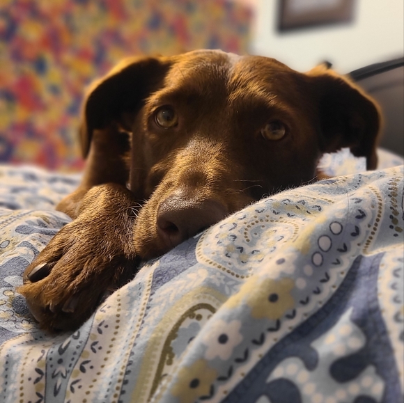 Meet your Posher, Chelsea - Picture 2 of 3